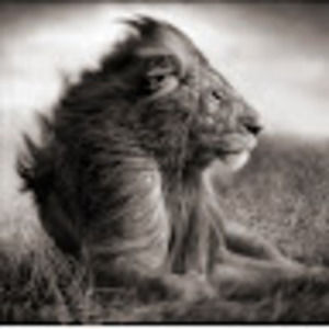 Meet your Posher, Adam